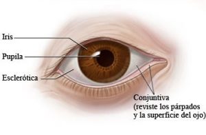 conjuntiva-esclerotica